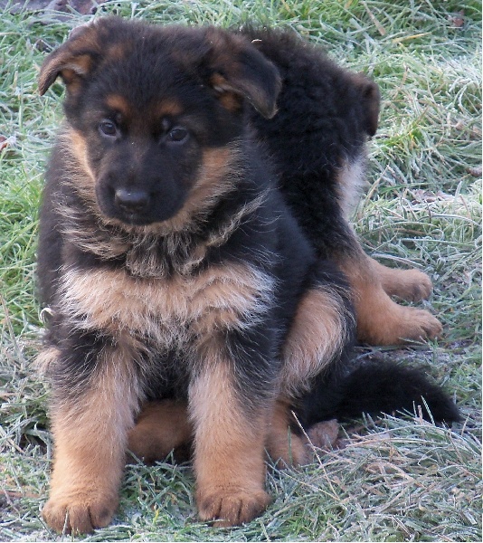 Quelqu'uns des chiots produits